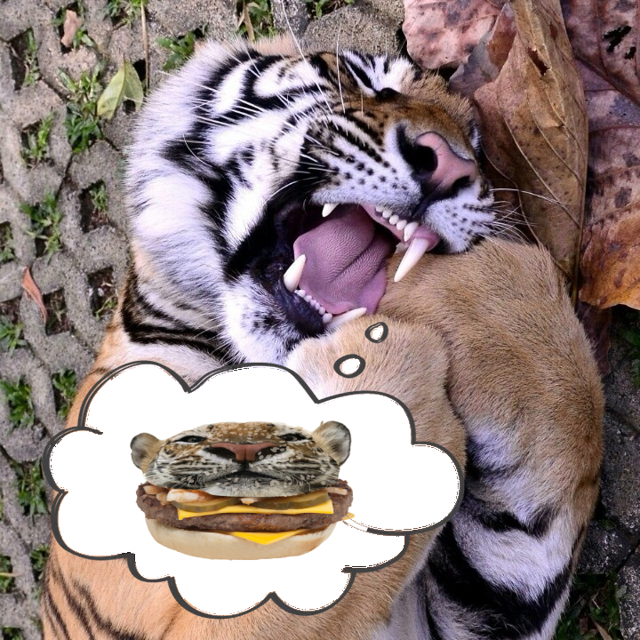 bigcatburger's tweet photo. Bro is eating himself 💀😭 bro think he a burger🍔 https://t.co/xciuPA2cR3