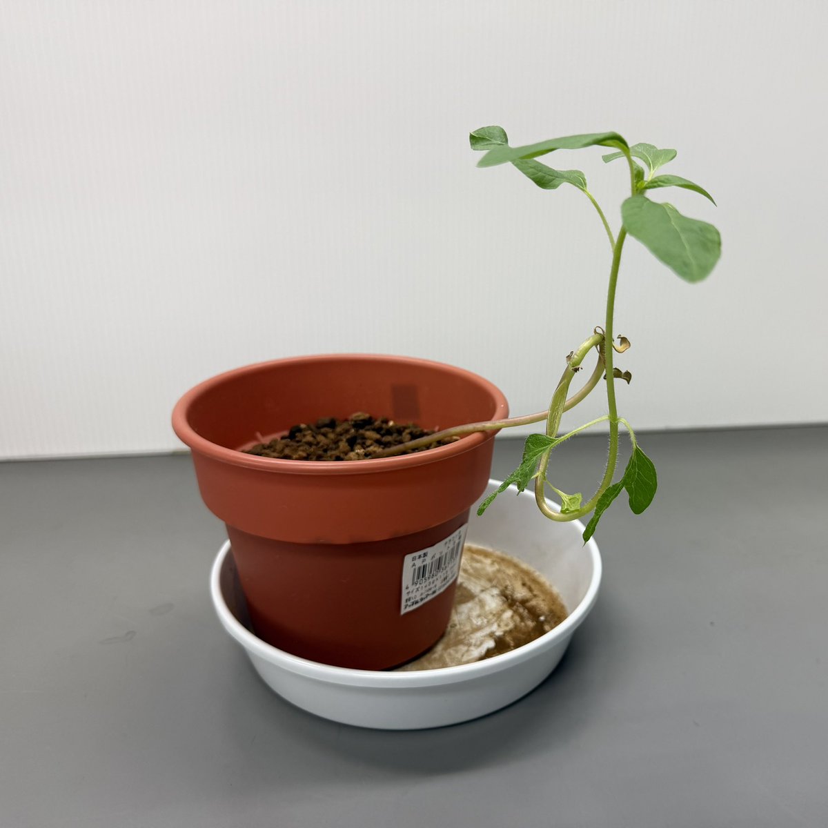 mt_ttOK's tweet photo. 現在
茎が1周しました
This is 植物生態学研究室 https://t.co/3ICaa7ozuN