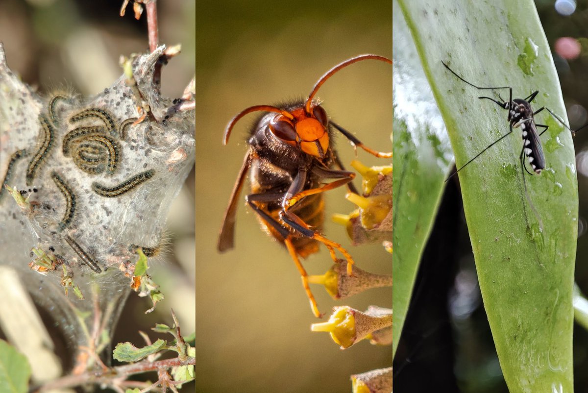 vallee_sud's tweet photo. Chenilles processionnaires, frelons asiatiques, moustiques tigres…ces espèces invasives menacent autant la biodiversité que notre santé. Face à ces nuisibles, Vallée Sud - Grand Paris renforce son action au service des habitants et des communes.
+ d'infos https://t.co/MnUdVi9K4Z https://t.co/6QDErxE97b