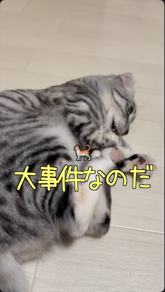 2rubR6's tweet photo. 宇宙人の仕業？👽秘密基地が消えた【ずんだもん猫】 https://t.co/uMHalzyNa2 @YouTubeより https://t.co/9fz6CTl9Et