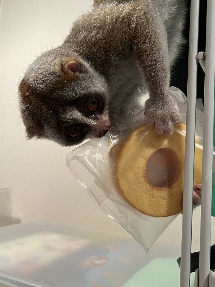 pom_rick's tweet photo. 食物怪盗たらお(☆∀☆) https://t.co/WguM6CmDgW