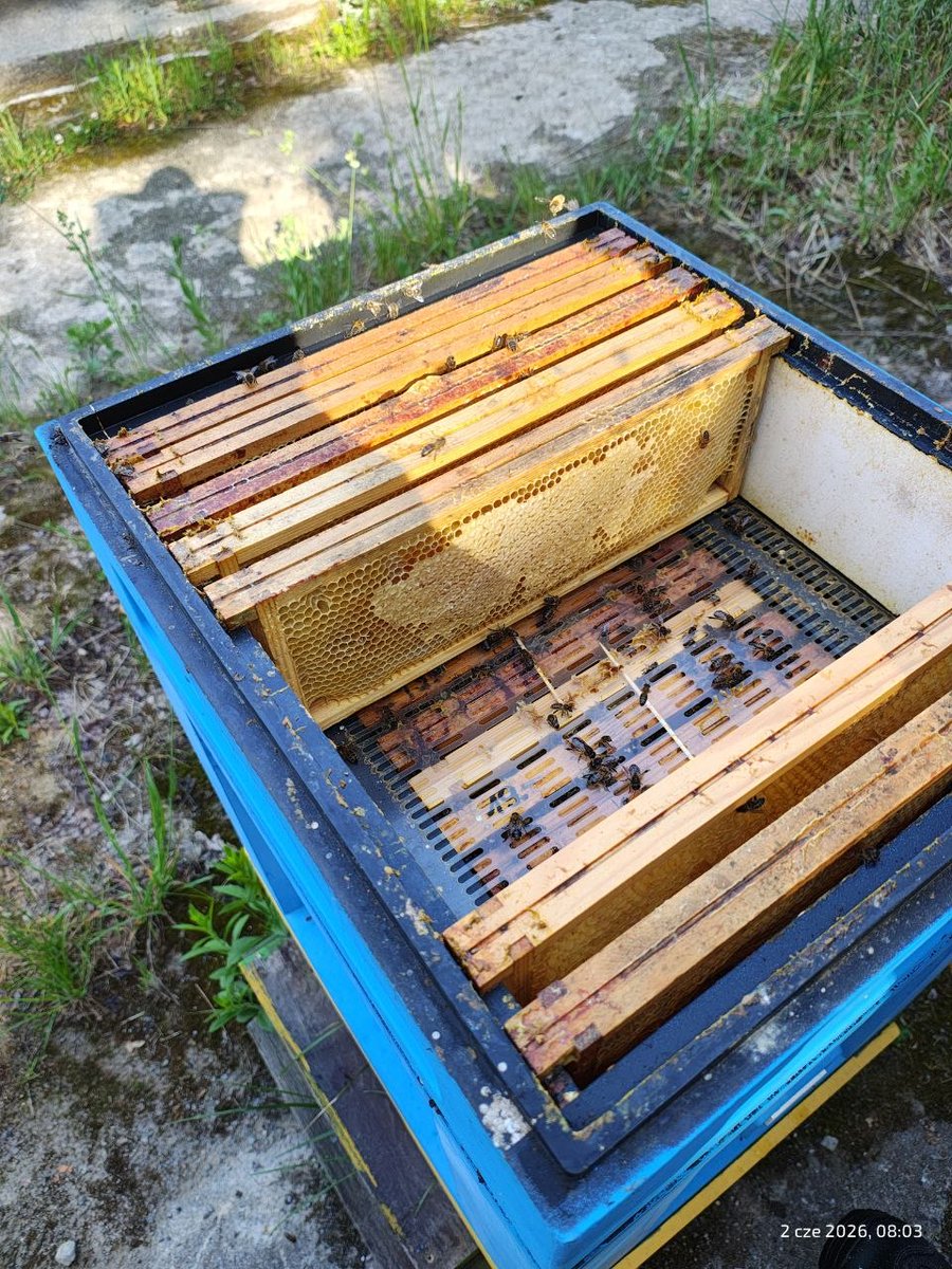 Piott_web3's tweet photo. 🐝 Jak minął Wam weekend?

Ja pomagałem przy zbiorze miodu. Muszę przyznać, że przebywanie wśród tysięcy pszczół robi wrażenie. 🍯
Dzień zakończył się tylko jednym użądleniem, więc bilans uznaję za bardzo udany. 😅

Zbieraliście kiedyś własnoręcznie miód? https://t.co/fUtcwaQ4dq