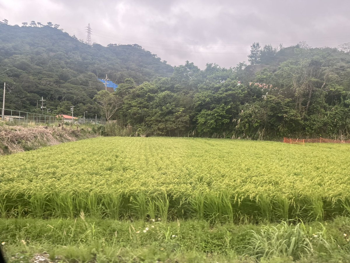 ryichispa's tweet photo. 名護市にある羽地円筒分水工です。
近くの川に揚水機場(らしき)とゴム堰があったのでそこから水を引き込んでいるのかなと思いました。
3方向に分水しておりこの日は水は止まってましたがよく見たら水が溜まっている所に小魚が泳いでました。
近くに田圃が広がっていたのでこの為に作られたのかと。 https://t.co/CEYmeRw2VW