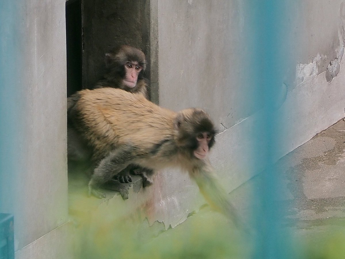 usataro4's tweet photo. おはよう🙋
パンチ君、どこかなぁ
あ！見つけた😃
📷️2026.6.4
#市川市動植物園 
#ニホンザル
#パンチ #punch #panch
#がんばれパンチ
#がんばれ市川市動植物園 https://t.co/FYJuq72Qz7