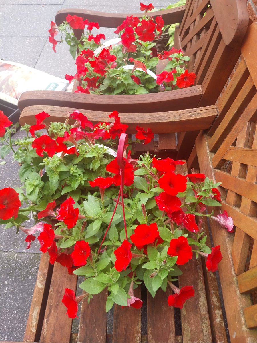 bengel_peter's tweet photo. Mijn Pa ( 92  ) had het laatst over rode petunia's ,die vind hij heel erg mooi.... heb ik straks mooi een verrassing voor hem voor op zijn balkon🙃

#ForMyDad https://t.co/4bdJtZYYH1