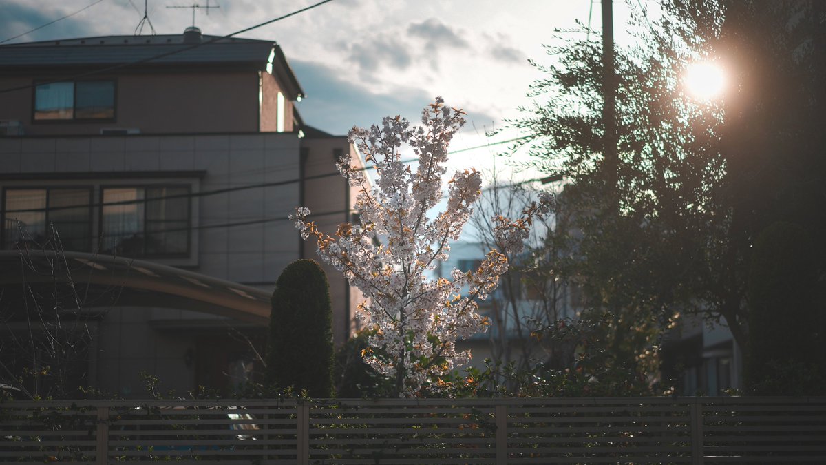 miyagraph's tweet photo. 桜の日の光と陰

#大宮 #photography https://t.co/pi5YNktAgX