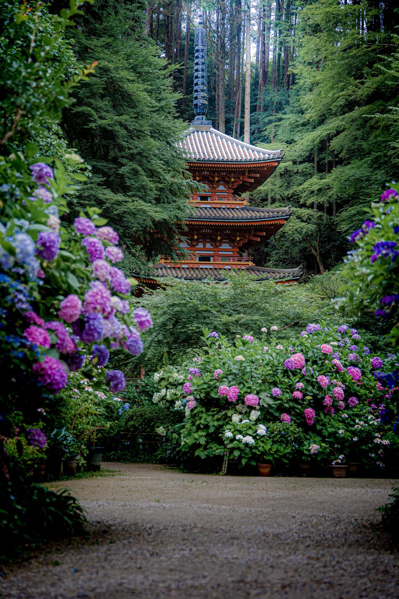 yuya0240's tweet photo. 紫陽花の季節の京都も素敵ですよ https://t.co/iL4rGF17gL