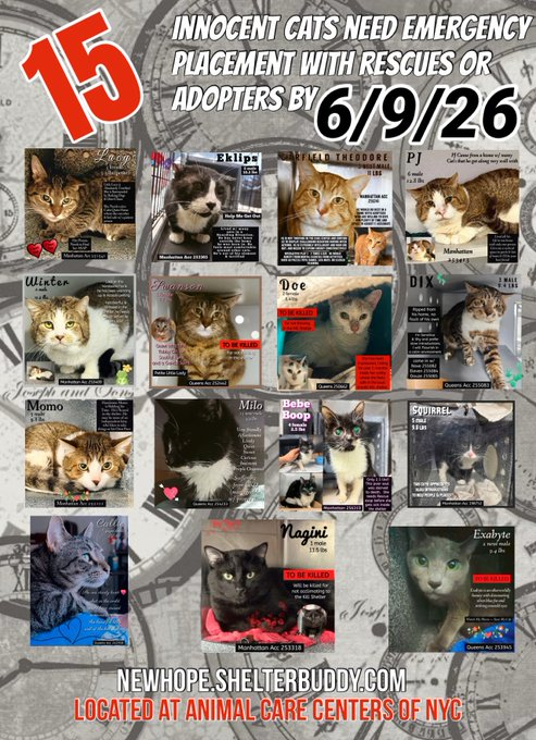 JLthekid9999's tweet photo. ππTHE 15 (π±π±π±)- POOR CATS BELOW ARE ALL AT RISK OF EU ON 6/9/26π±π±π±ππ
ππΏπΏMOST URGENT ON LIST ARE
1. LUCY (11X ON EPL - RETURNED TO EPL ON 6/7/26 - ON BORROWED TIME)
2. GARFIELD THEODORE (10X ON EPL - TOO LOW ON PLEDGES);
3. DOE (6X ON EPL - TOO LOW ON PLEDGES);
4. SWANSON (4X ON EPL - LESS THAN $200 IN TOTAL PLEDGES - VERY VERY URGENT);
5. SQUIRREL (4X ON EPL - LESS THAN $200 IN TOTAL PLEDGES - VERY VERY URGENT);
6. WINTER (4X ON EPL - LESS THAN $200 IN TOTAL PLEDGES - VERY VERY URGENT);
ππ WITH SO MANY CATS ONTHE EPL - THE MEDICAL KITTIES ARE WAAAAYYY BEHIND ON PLEDGES - PLEASE CONSIDER THEM:ππ
1. CALLIE - Callie (10X ON EPL AND 174 DAYS π±π±π±)- is a nervous but friendly cat who was surrendered due to a change in her owners living situation. Callie has had intermittent diarrhea, vomiting, and decreased appetite while in our care. It has been determined that Callie has infiltrative bowel disease, but the underlying cause is unknown at this time. Callie will need follow up diagnostics with an outside veterinarian to help determine the cause of her bowel disease, and will likely need medication long term to manage it. Callie has allowed all handling during their exams and did well in her previous foster home in terms of her behavior. APPETITE/EATING ISSUES IS A DEATH SENTENCE IN SHELTER. This evaluation/diagnosis means that CALLIE will be given very little time for rescue/foster/adoption. π₯π₯π₯π₯
2. MILO - (2X ON EPL) Milo is a geriatric cat with chronic kidney disease. He is also very underweight and has significant dental disease, but has been eating well in shelter and is friendly. Milo will need continued nursing care and veterinary follow-up for his medical issues. This evaluation/diagnosis means that MILO will be given very little time for rescue/foster/adoption. π₯π₯π₯π₯
3. BEBE BOOP - Bebe Boop has neurologic deficits, is emaciated, and has had unusually stunted growth. Bebe Boop needs care and further medical support the we cannot provide in the Care Center. This evaluation/diagnosis means that BEBE BOOP will be given very little time for rescue/foster/adoption. π₯π₯π₯π₯
ππTIME IS RUNNING OUT FOR THE OVERLOOKED AND IGNORED AS SHELTER IS AT MAX CAPACITYππ
- ALL VERY LOW ON PLEDGES & AT HIGHEST RISK FOR EU/SILENT KILLπ± πππ
PLEDGES WILL HELP STIMULATE RESCUE INTEREST FOR ALLπππ
NOW IS THE TIME TO ACT FOR THESE LITTLE ONES-π₯Ήπ₯Ήππ
PLEASE SHARE AND PLEDGE IF YOU CAN- CONTACT RESCUES/FOSTERS/ADOPTERS.
@AdamsPaulGrimke
@mehser12
Thank you