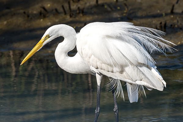 DebraMartz's tweet photo. One of the rewards of exploring South Padre Island's wetlands is encountering moments like this. This Great Egret paused in perfect light, its flowing breeding plumes catching the slightest movement of the air.
https://t.co/uGvJdkPGec
@debramartz #GreatEgret #plumes #elegant https://t.co/xsHdYTBnka