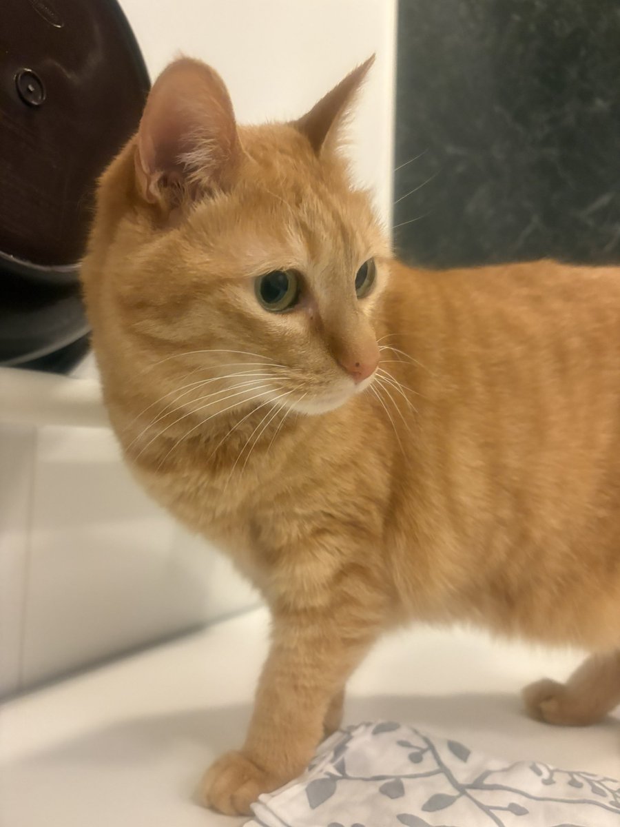 風呂に浸かってたら猫が入ってきた。
