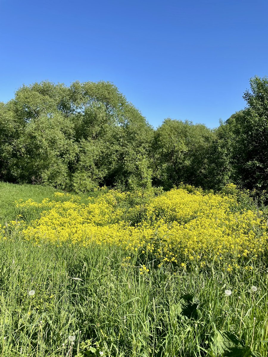 Lena_Firefox's tweet photo. #summerserenity #goldenhourglow #naturepause #softsummerdays #wildsummergarden #summerstillness
#floralhorizon https://t.co/ScIPgx6iVa