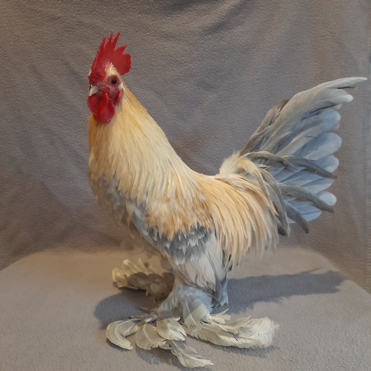 Quagmire9's tweet photo. Project finished. I did the 3D work from pictures, and printed on my @anycubic3dprint Photon M7 resin printer. My wife @LouBasil1428 Joined and filled the pieces and finished and painted the statue of her sadly passed Chicken Biscotti. https://t.co/3oFskXC97V