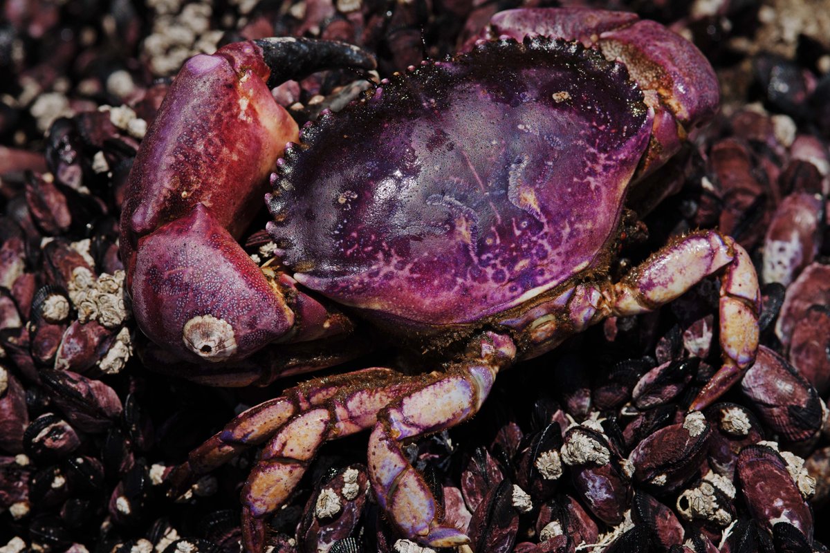 pnud's tweet photo. En las costas de Chile y el Perú, las comunidades están restaurando ecosistemas, mejorando la pesca y construyendo medios de vida sostenibles.

Te invitamos a sumergirte para conoce cómo reimaginan su relación con el océano: https://t.co/G3K9G3vuE7

🌊 #DíaMundialDeLosOcéanos https://t.co/nSpLIWLs4O