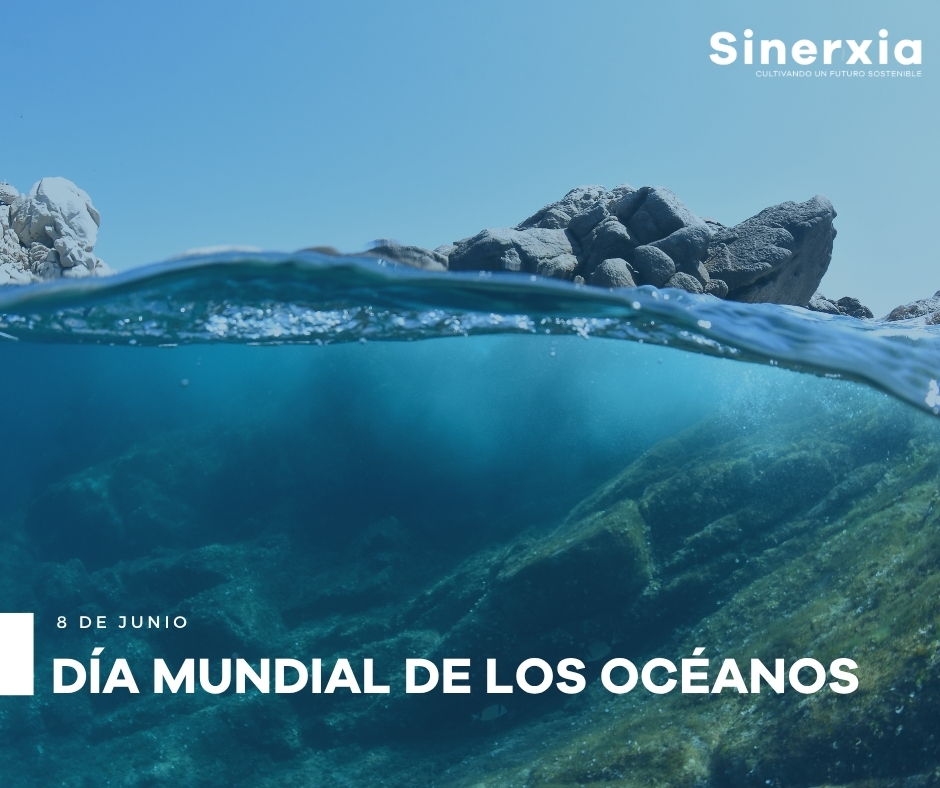 sinerxia_'s tweet photo. 🌊 Hoy celebramos el Día Mundial de los Océanos, una fecha importante para quienes trabajamos cada día junto a empresas, entidades y organizaciones vinculadas al mar.

Cuidar de nuestros océanos también es impulsar innovación, empleo, sostenibilidad y futuro 🚀

#sinerxia https://t.co/BUdwlG0dXO