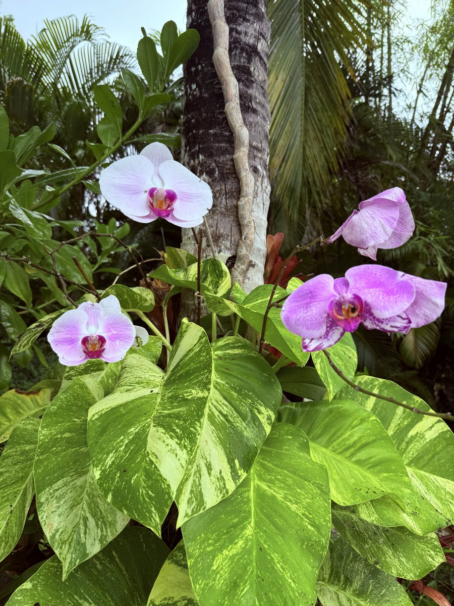 kce_xi's tweet photo. i wonder if flowers know they are beautiful https://t.co/cgLTwxbhCn