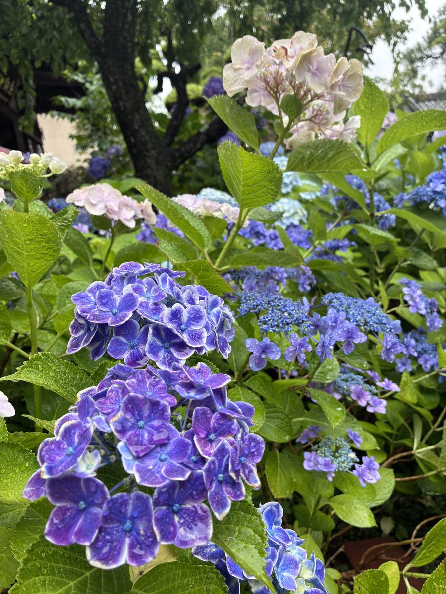 primrose79's tweet photo. どこ観ても素敵すぎる✨ https://t.co/qHjvTfxuct