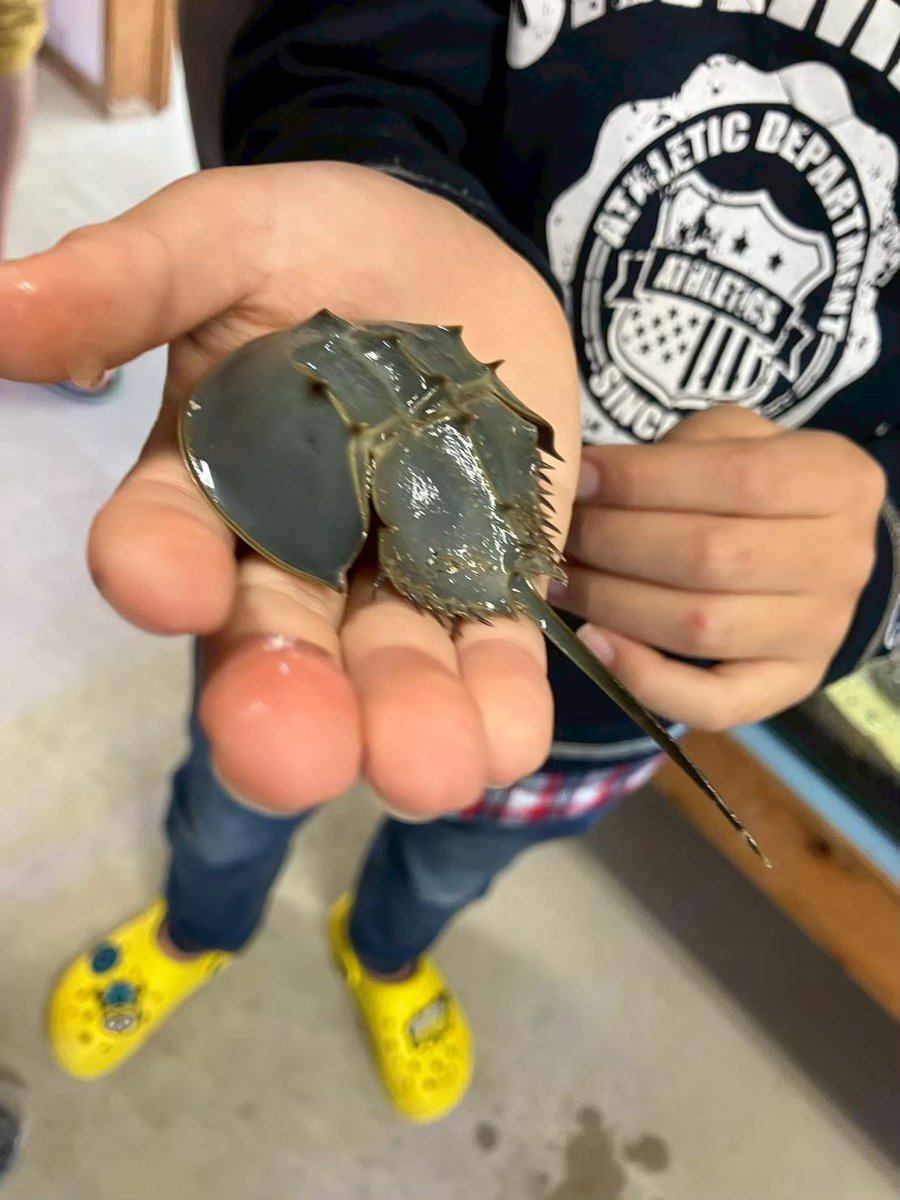 daisukeuklele's tweet photo. 九州旅行で絵付けしたお皿が届きました🍴
伊万里で出会ったカブトガニのモチーフ

いつか産卵にも立ち会いたいな
どうか絶滅しないで https://t.co/GHznb5fnlv