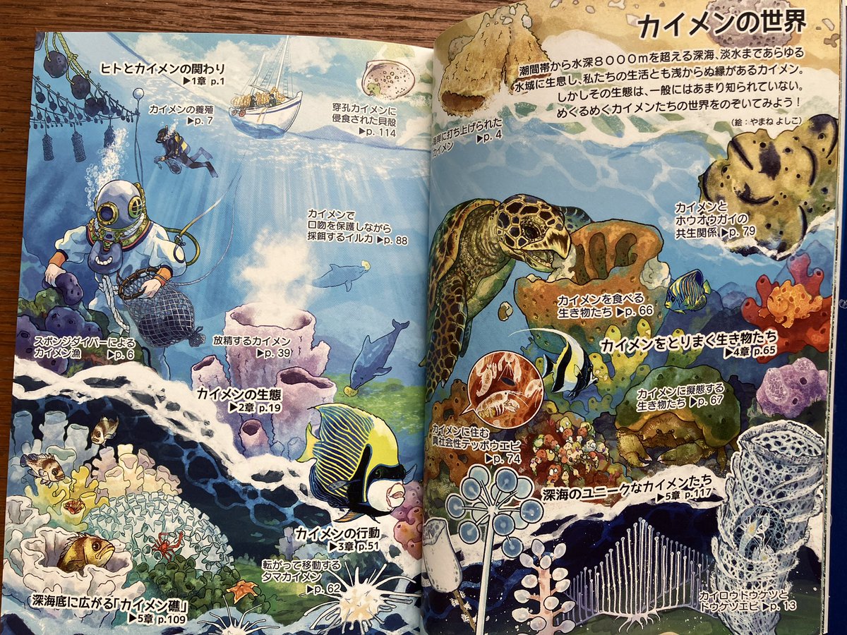 harukashiota's tweet photo. #世界海洋デー　だそうで。『カイメン　すてきなスカスカ』　https://t.co/MIlXls155r は、海の見方がガラッと変わるかもしれない、すてきだけどスカスカじゃない濃厚な一冊です🪸 https://t.co/08JXxisbxX