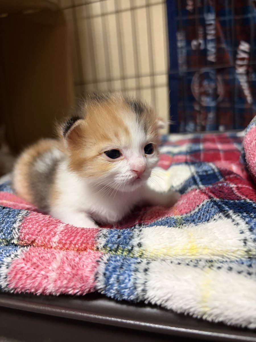 LeapK20's tweet photo. かわいいね https://t.co/x3cpn2YYzK