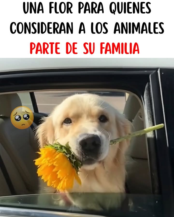 GRamirezF_D12's tweet photo. Buenos días Feliz inicio de semana ✨💖 https://t.co/Zk0QVttnyN
