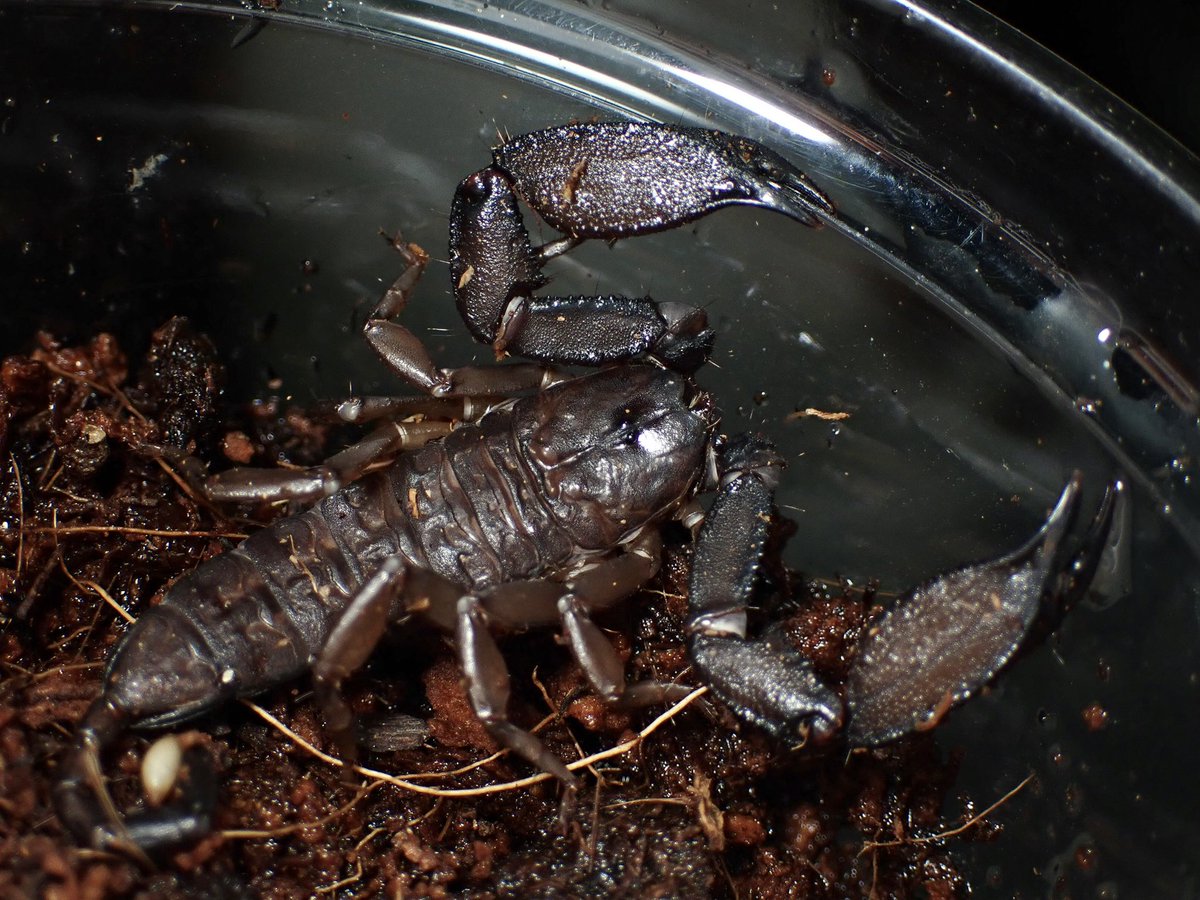 0010RAIN's tweet photo. Liocheles sp. トラン
Liocheles sp. パークチョン
Liocheles sp. コーンケン
Liocheles sp. ナラティワート

こちら販売開始いたします🙏 https://t.co/dFkZx8qzh2