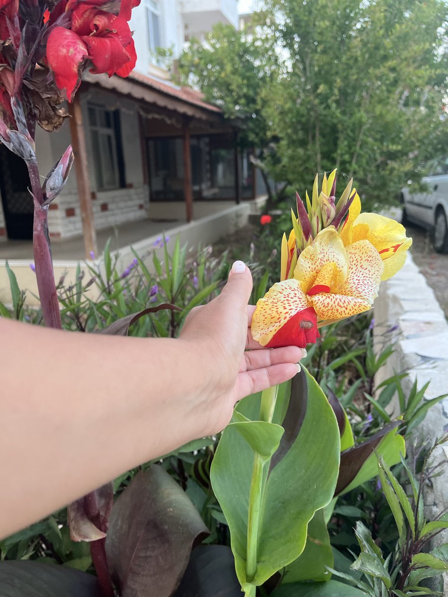 masalroya's tweet photo. Bu çiçeğin adını bilen var mı? Sanki renkleri fırçayla boyanmış gibi🌸 https://t.co/yT3LbaTSwd