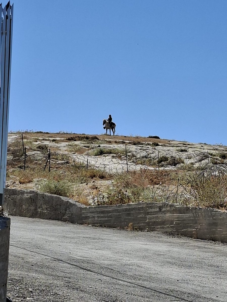 JustHerds's tweet photo. Yesterday, a settler invaded Mukhams and was seen at the spot of Nasrallah Abu Siyam's muder.
They 19 y\o Palestinian-American was shot dead by settlers in February. His murderer was not arrested by Police.
Ever since, settler attacks on the village continue. https://t.co/80nTHRrVwS