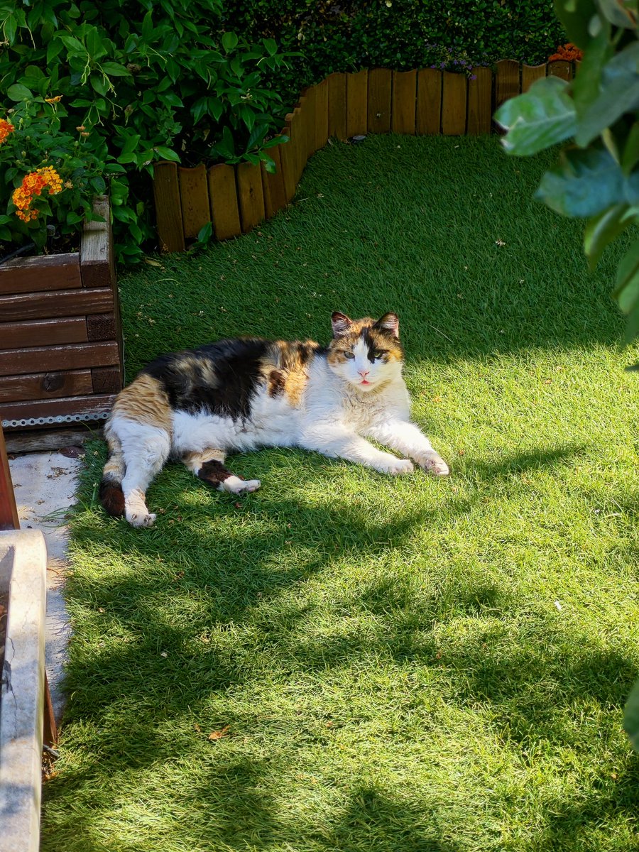 elinampounia's tweet photo. Η Μπελλιτσα είναι μία ηλικιωμένη γατούλα από τη γατοαποικια μας αλλά επειδή δεν ήθελε τα άλλα γατούδια,διάλεξε την πυλωτη μιας πολυκατοικίας στη γειτονιά κ είπε 'ηρθα κ θα μείνω'.Στειρωμένη κάπου στο 2010,εάν θυμάμαι καλά τόσα που είναι😻 φροντισμένα αδέσποτα - δείγμα πολιτισμού https://t.co/UEmPlRB3Qo