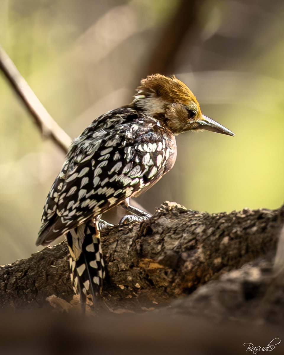 viewfindero's tweet photo. Yellow-crowned Woodpecker @ Ranthambore                               
#IndiAves #BBCWildlifePOTD #ThePhotoHour #natgeoindia #wildlifephotography #SonyAlpha #BirdsSeenIn2026 https://t.co/b0DV4GFPHg