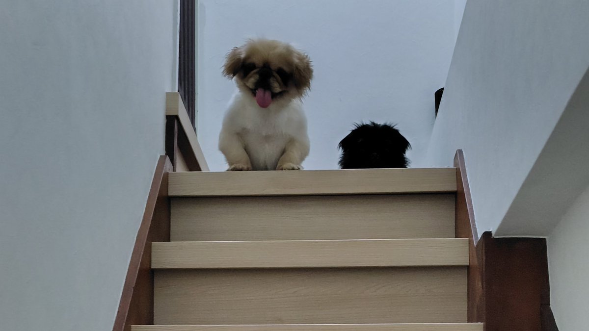 tottemo__pretty's tweet photo. お出迎え犬とデカまっくろくろすけ

#ペキニーズ
#페키니즈 https://t.co/Y6wcpZvM62
