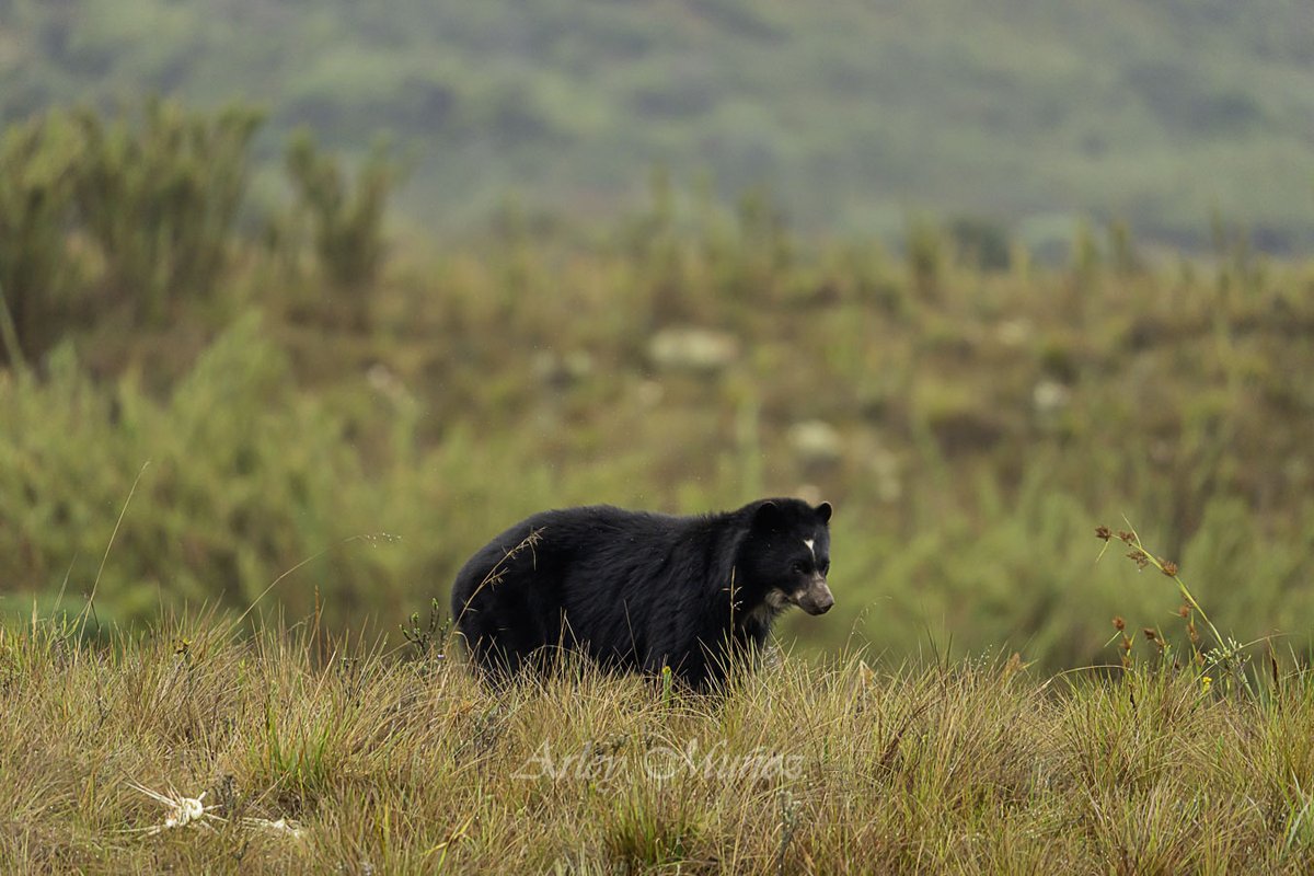 Arleymsarmiento's tweet photo. Osito de la semana. 🐻📸 https://t.co/6WgTl1lgHC