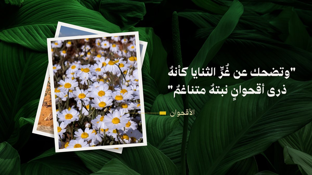 CGCSaudi's tweet photo. تتجاوز نباتات المملكة حدود الطبيعة، لتغدو في أبيات الشعر ذاكرةً ومعنى. https://t.co/8t0yIwUqWG