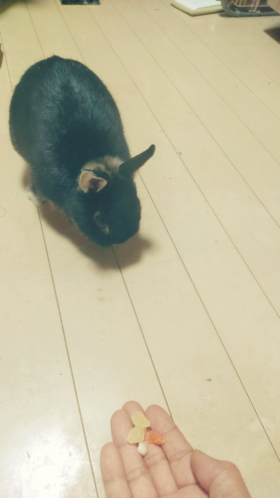 yhidey2001's tweet photo. 頂き物おやつで、餌付けタイム🕒

闘牛のように耳をこちらに向けてる🐰 (あるいは、目が悪い👀) https://t.co/ymLDUIMc2X