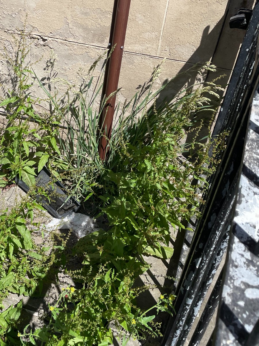 AuldAngus's tweet photo. @bt_uk @BTGroup
There is a BT box above the door at 5 Westfield Road Edinburgh that has lost it's cover and that cover is in the garden on the left. Is there a possibility that some one could deal with that? Please. https://t.co/9YCczcDHI0