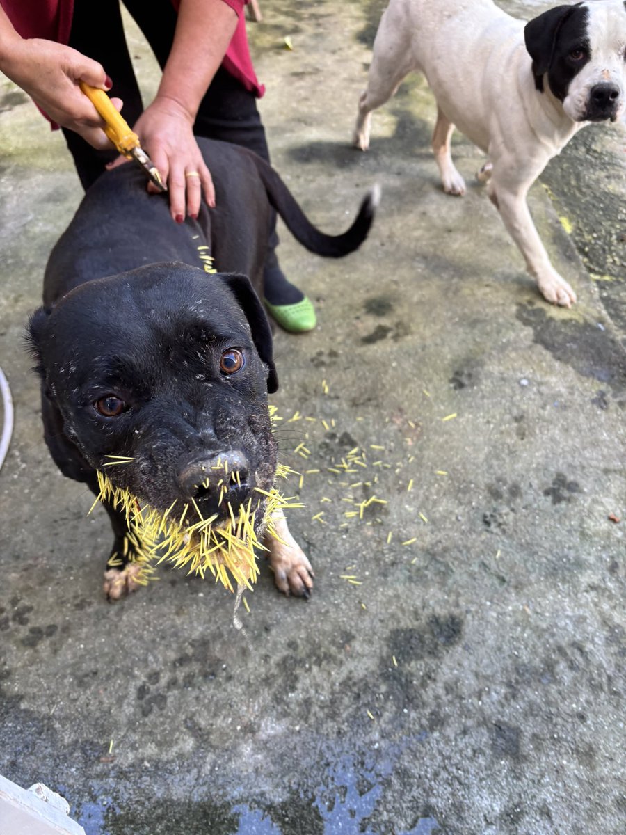 auraenergias's tweet photo. Sei que esse é meu perfil profissional, mas hoje eu preciso da ajuda de vocês

Minhas duas cachorras atacaram um porco-espinho e ficaram com espinhos na boca, língua e céu da boca, uma situação muito séria que pode até levar à morte se não for tratada rapidamente, pois dificulta alimentação e hidratação 

Conseguimos remover parte dos espinhos em casa, mas a região do rosto e da boca só pode ser tratada no veterinário, com sedação. Os custos estão ficando em torno de R$2.500 e, nesse momento, nos nao conseguimos arcar

Criei uma vakinha e qualquer valor já ajuda MUITO. 🙏

Se não puder doar, compartilhar já faz toda diferença.

Pix da vakinha: 6160715@vakinha.com.br 🤍
