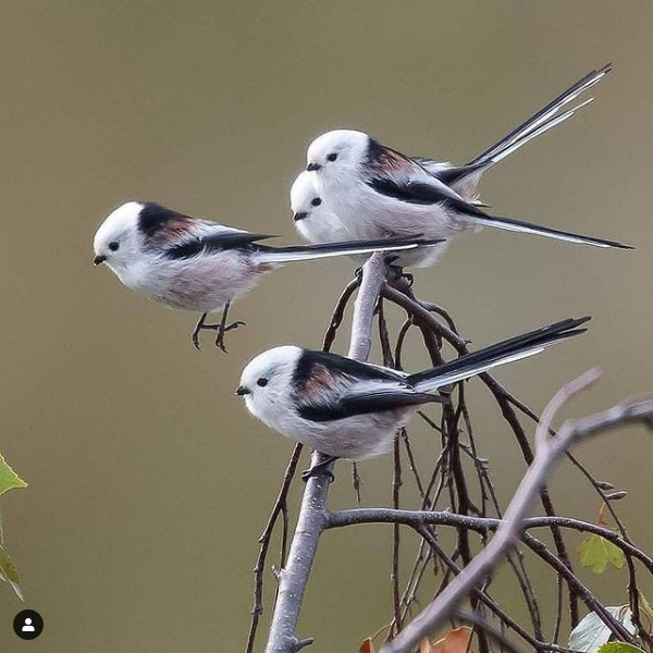 MelsBracelets's tweet photo. Long-tailed Tit - found throughout Asia &amp; Europe #wildlifephotography #wildlife #naturephotography #naturebeauty #NatureLover #birdphotography #birdwatching #birding #birdposting #birdlover #birdperson #tit #asia #europe https://t.co/KsX49M27Vp
