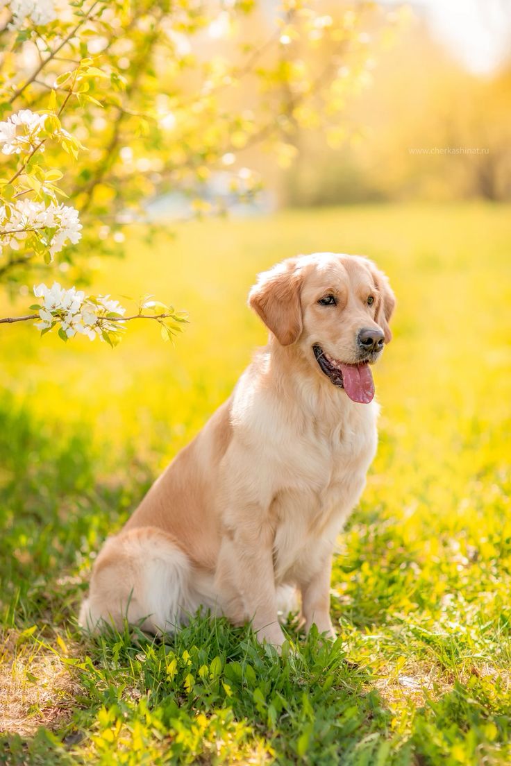 Ai4Pets's tweet photo. 🐾 Golden Moments with a Golden Retriever ✨ #GoldenRetriever #GoldenLove #DogLovers #FluffyFriend #PawfectCompanion #GoldenVibes #HappyPup #PetLifestyle #DogsofX #CuteDogs #FurryFriend #LifeWithPets #GoldenRetrieverLove https://t.co/1bjazFpBur