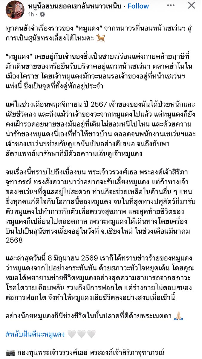 shin_jin's tweet photo. เดินทางปลอดภัยนะหมูแดง ที่สะพานสายรุ้งนั้น หนูคงได้เจอกับเจ้าของเก่าที่รอหนูอยู่ตรงนั้นแน่ๆ ดีใจที่ช่วงชีวิตสุดท้ายของหมูแดง ได้อยู่ในวังอย่างอบอุ่นน๊าาาาา 🥹🤍🙏🏻 https://t.co/EJKEFE3c6T