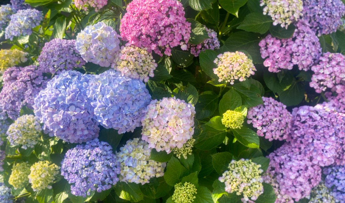 _usyom's tweet photo. これはファンコミュ記事にも載せた��歩中に撮った紫陽花その2✌️ https://t.co/vhBS3Z70rj
