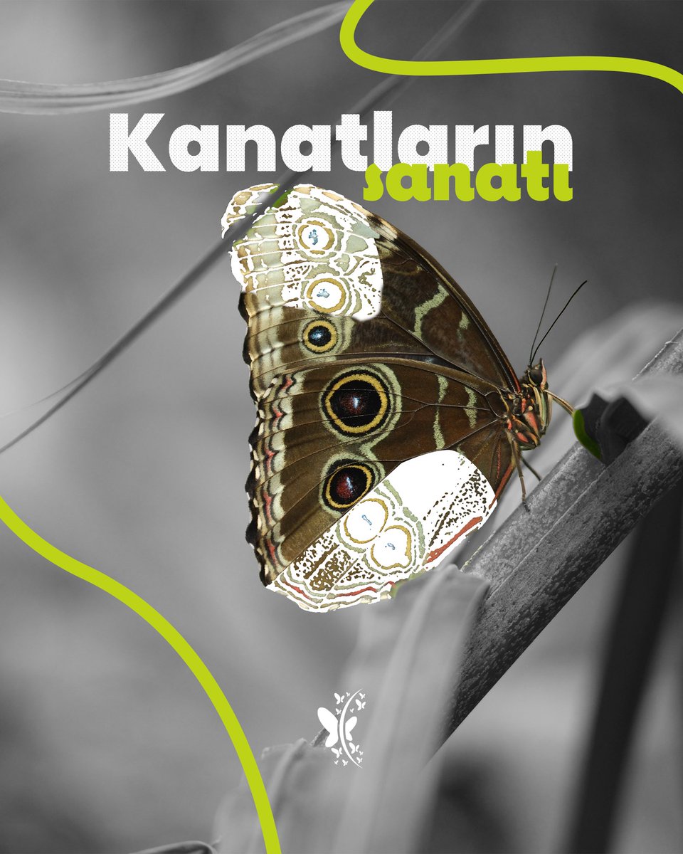 KonyaTKB's tweet photo. 🦋 Konuşan Kanatların Sanatı 🎨

Her desen bir fırça darbesi,
her renk ayrı bir hikâye…

Kelebeklerin kanatlarında doğanın en zarif sanatı saklı.
Sessiz görünseler de renkleriyle çok şey anlatırlar. 🌿✨ https://t.co/Is7cxYxkBl