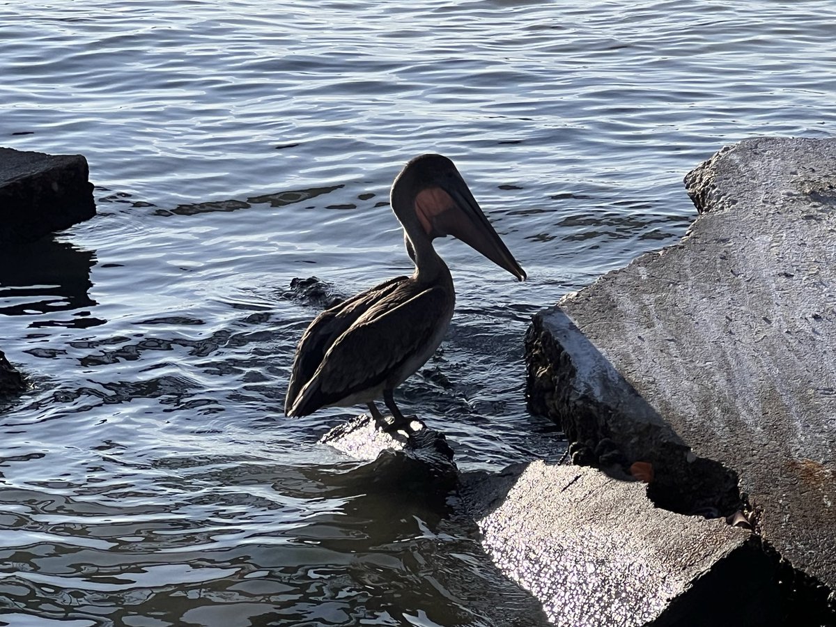 etaylorjay's tweet photo. Happy #OceanDay. May our great ocean—the largest ecosystem on our planet—persist and continue sustaining humanity and all species that share our biosphere.
Let us continue working together to protect and preserve this invaluable source of life for present and future generations. https://t.co/hOGEFoOxPz