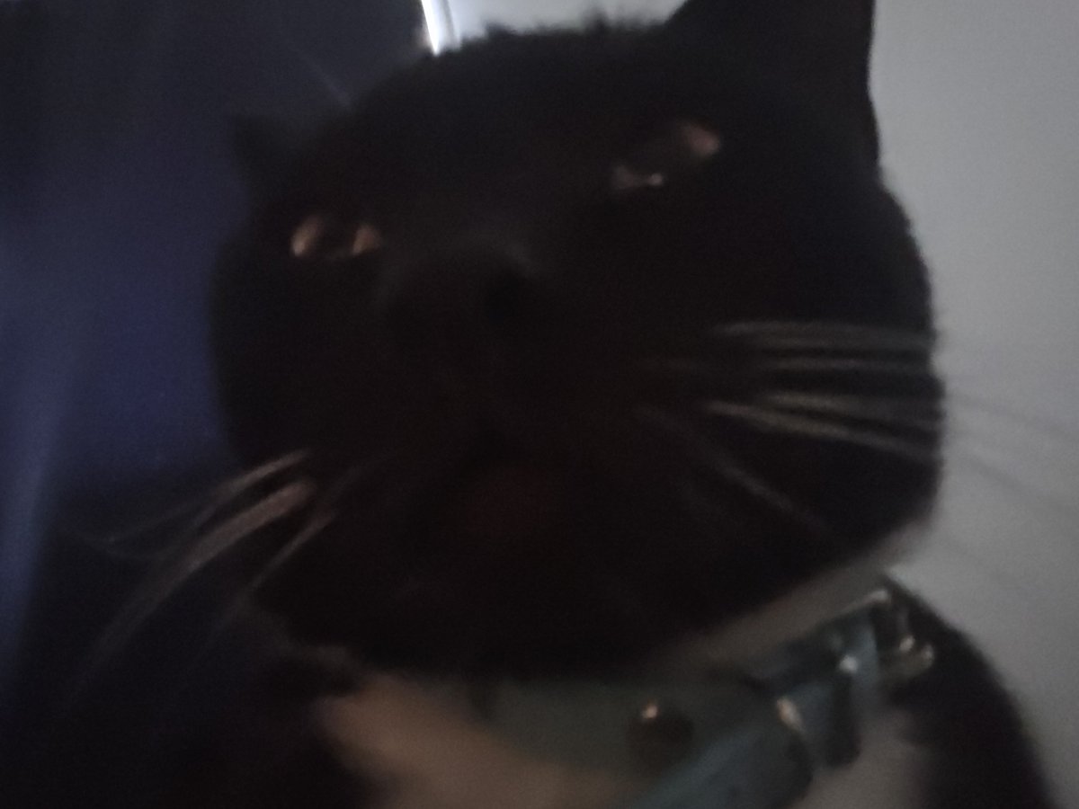 dndnbee's tweet photo. @TheCrustyCash HAPPY BIRTHDAY!!!! indie is ready to show off her bald mouf https://t.co/ZwSDjQDZz9