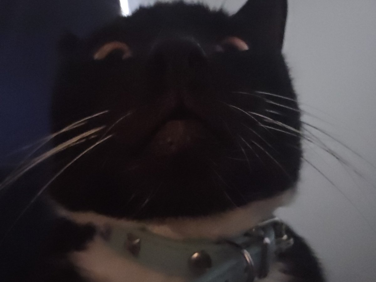 dndnbee's tweet photo. @TheCrustyCash HAPPY BIRTHDAY!!!! indie is ready to show off her bald mouf https://t.co/ZwSDjQDZz9