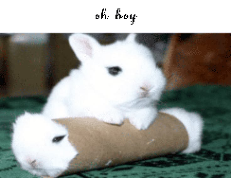 RemiAng3lic's tweet photo. good morning everybunny https://t.co/KG5k7SvQy2