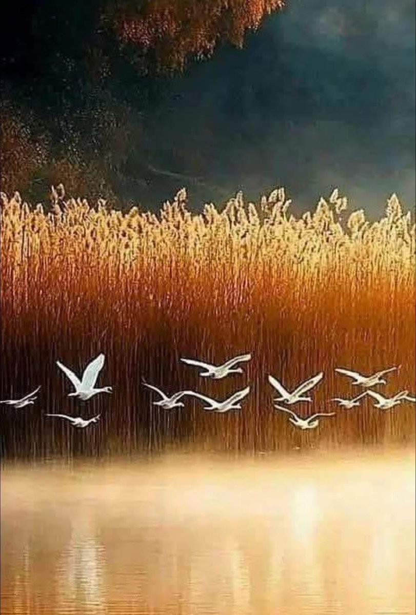 ana4dream tweet picture