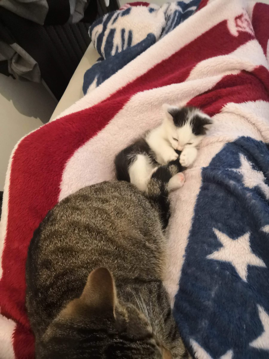 malouG23's tweet photo. Elle a presque de suite été adoptée par nos 2 grands, le mâle s'est chargé de faire son éducation et lui apprendre la vie de chat. https://t.co/UccmJxLDQ4
