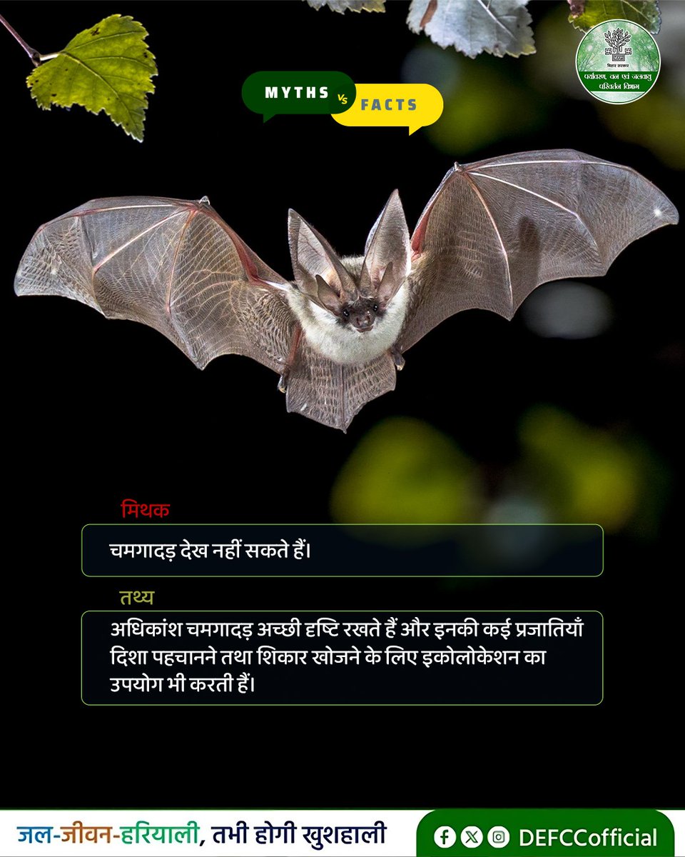 DEFCCOfficial's tweet photo. चमगादड़ों को जानिए, समझिए और मिथकों से बाहर आइए!

@mla_hayaghat @IPRDBihar @moefcc 

#Bats #batsawareness #WildlifeFacts #KnowTheFacts #biodiversity 
#wildlifeconservation https://t.co/h7eT3ff6cn