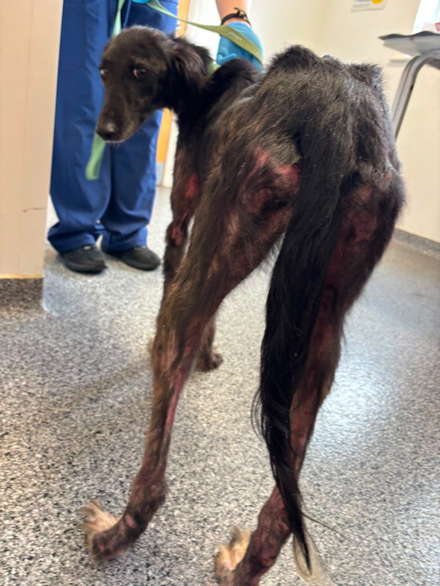 MyLovelyHorseR's tweet photo. DAISY 💔💔💔💔💔

Daisy is still in Southview veterinary hospital, where she is receiving incredible care. ❤️
As you can see, her poor body has suffered severe neglect and abuse.💔💔
She is currently undergoing regular treatments for mange, receiving worming medication, and getting the general care she desperately needs.
Daisy is also emaciated, so she requires small, frequent meals while our veterinary team works to stabilize her condition and address her skin issues. Poor girl 💔💔
Our hearts break for her. But today, something wonderful happened, Daisy wagged her tail. For the first time, we felt that she understood she is finally safe. She will never have to suffer again. ❤️
No animal should endure what Daisy has been through. It is heartbreaking that acts of cruelty like this continue to happen, and we are committed to pursuing as many prosecutions as possible. We want to send a clear message that animal neglect and abuse will not be tolerated.😡😡😡😡😡
Please help us continue this fight. Your donation will help cover Daisy’s ongoing treatment and support our rescue's work caring for vulnerable animals who desperately need a second chance.💔💔💔
Every contribution, no matter the size, makes a difference.☠️, it really does 💔❤️
https://t.co/gBLskZcqPM

Thank you for standing with Daisy and helping us give animals like her the care, safety, and love they deserve.❤️💔❤️💔
