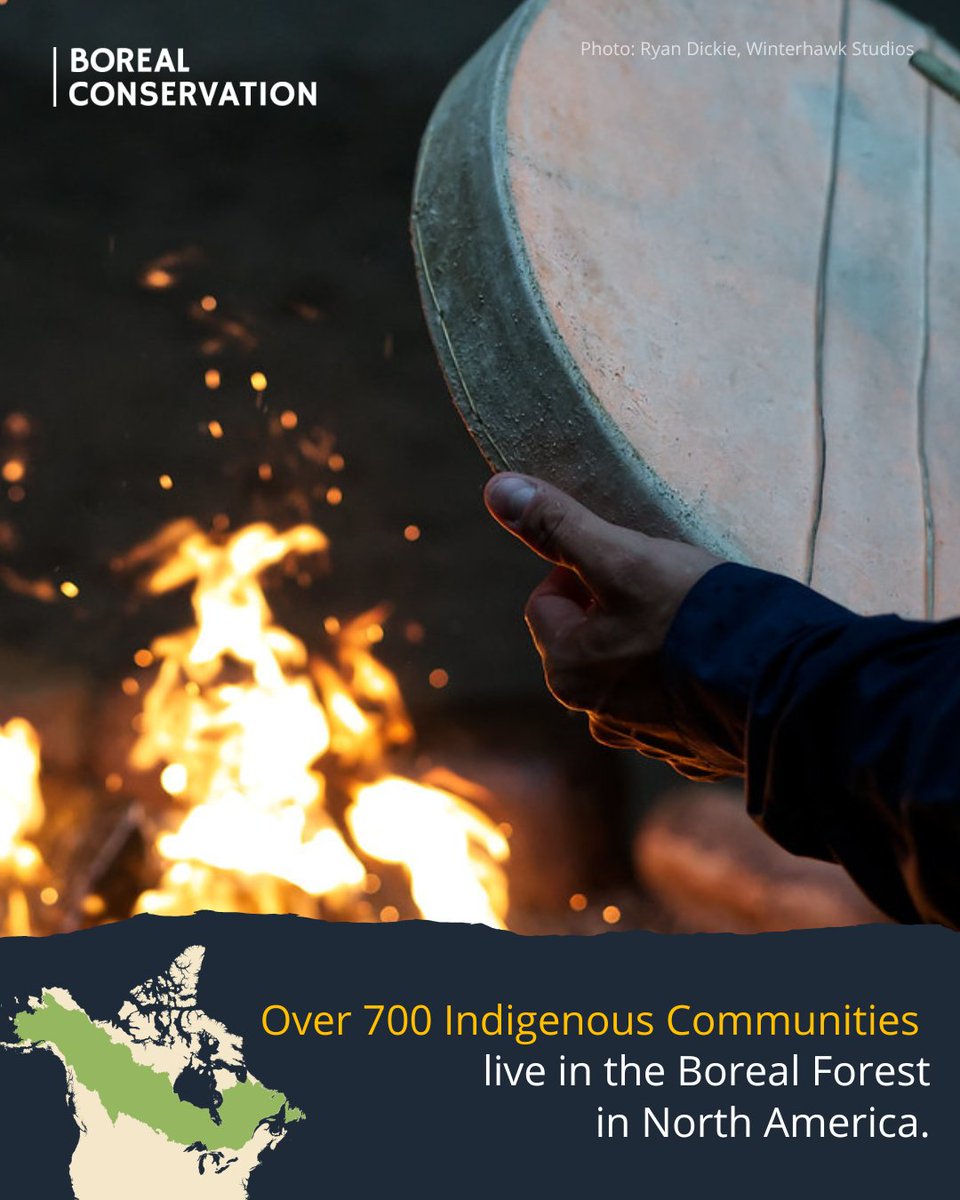 Borealconserve's tweet photo. Indigenous Peoples in the Boreal Forest in North America  are leading the way in caring for the lands and waters we all depend on. Supporting Indigenous leadership is one of our best opportunities to protect nature and build a sustainable future.

@ILInationhood 
@land_guardians https://t.co/9lADHYeEQ5