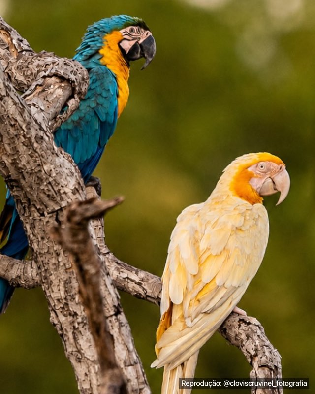 Indie5051's tweet photo. Una guacamaya con una coloración única fue captada en Brasil. https://t.co/jCG379AVbl